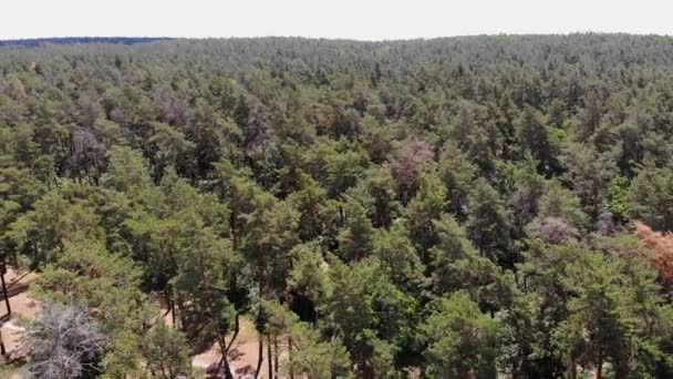 摄像机飞越松树林的飞行 沿着森林茂密的森林 缓慢地移动摄像机 — 图库视频影像