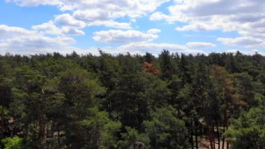 4k kamera çam ormanı üzerinde uçuş. Kalın ormanlar orman boyunca kamera yavaş düzgün hareket.