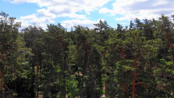 Vuelo Cámara Sobre Bosque Pinos Lento Movimiento Suave Cámara Largo — Vídeos de Stock