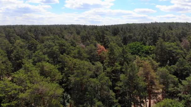 Der Flug Der Kamera Über Den Kiefernwald Langsame Sanfte Bewegung — Stockvideo