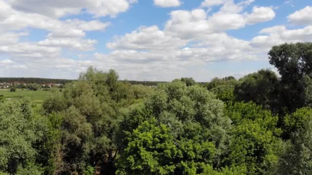 Der Flug Der Kamera Über Den Kiefernwald Langsame Sanfte Bewegung — Stockvideo