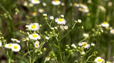Büyük bir alan chamomiles güneşli bir yaz çiçek
