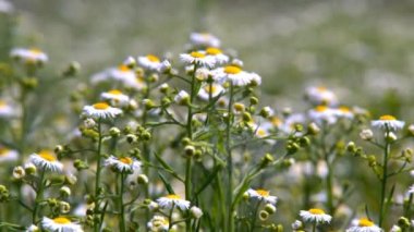 Büyük bir alan chamomiles güneşli bir yaz çiçek