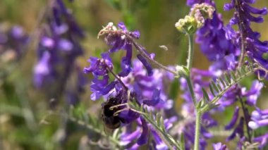 Bumblebee nektar Pembe çiçek, ağır çekim toplar.