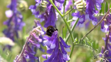 Bumblebee nektar Pembe çiçek, ağır çekim toplar.