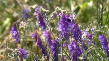 Bumblebee nektar Pembe çiçek, ağır çekim toplar.