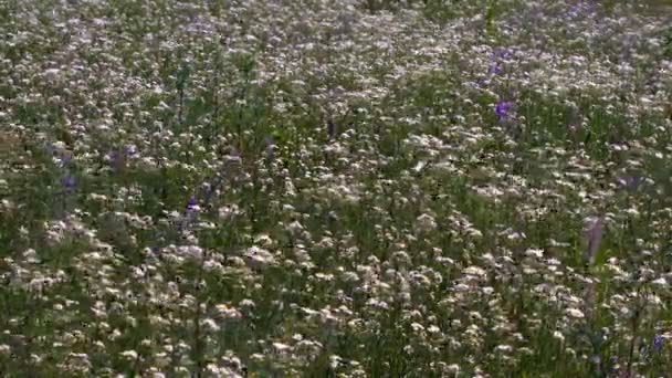 Velká Louka Plná Květin Chamomiles Letní Slunečný Den — Stock video