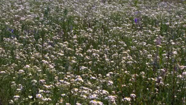 Büyük Bir Alan Chamomiles Güneşli Bir Yaz Çiçek — Stok video