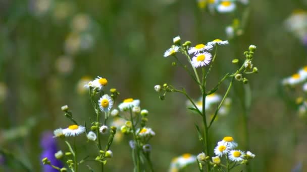 Chamomiles 在一个阳光明媚的夏日花朵大场 — 图库视频影像