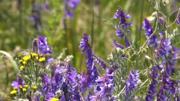 Bumblebee Coleta Néctar Flores Rosa Câmera Lenta — Vídeo de Stock