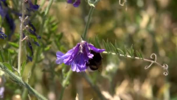 Bumblebee Collects Nectar Pink Flowers Slow Motion — Stock Video