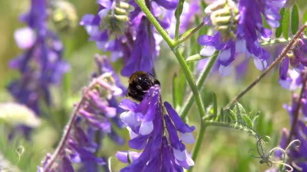 Hummel Sammelt Nektar Aus Rosa Blüten Zeitlupe — Stockvideo