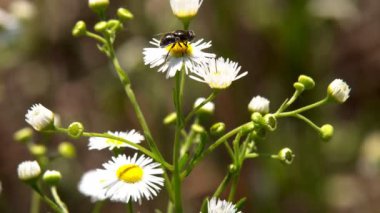 Rüzgarda bir sıcak bahar gününde sallanır bir papatya çiçek böcek sinek oturur