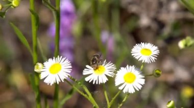 Rüzgarda bir sıcak bahar gününde sallanır bir papatya çiçek böcek sinek oturur