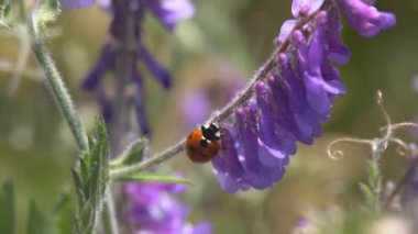 Çimenlerin üzerinde sürünerek uğur böceği. Avını yemeye çim arar boyunca sürünerek bir uğur böceği