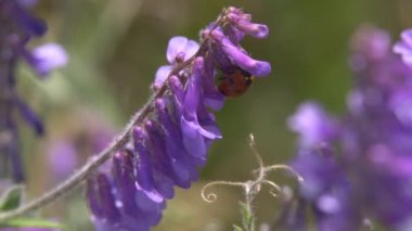 Çimenlerin üzerinde sürünerek uğur böceği. Avını yemeye çim arar boyunca sürünerek bir uğur böceği