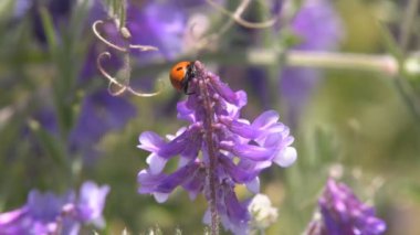 Çimenlerin üzerinde sürünerek uğur böceği. Avını yemeye çim arar boyunca sürünerek bir uğur böceği