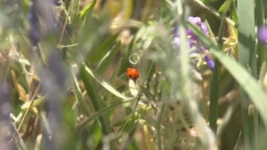 Çimenlerin üzerinde sürünerek uğur böceği. Avını yemeye çim arar boyunca sürünerek bir uğur böceği