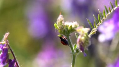 Çimenlerin üzerinde sürünerek uğur böceği. Avını yemeye çim arar boyunca sürünerek bir uğur böceği