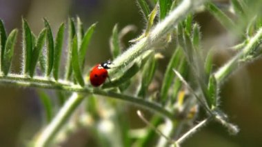 Çimenlerin üzerinde sürünerek uğur böceği. Avını yemeye çim arar boyunca sürünerek bir uğur böceği