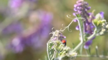 Çimenlerin üzerinde sürünerek uğur böceği. Avını yemeye çim arar boyunca sürünerek bir uğur böceği