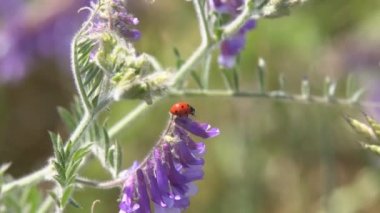 Çimenlerin üzerinde sürünerek uğur böceği. Avını yemeye çim arar boyunca sürünerek bir uğur böceği