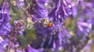 Çimenlerin üzerinde sürünerek uğur böceği. Avını yemeye çim arar boyunca sürünerek bir uğur böceği