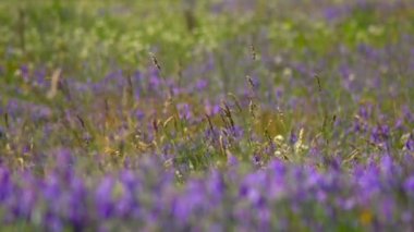 Çiçekler, Bahar çayır çiçekli. Ukraynalı bozkır birçok mor renkli çiçek açan çiçekler ile. Avrupa yabani flora. Güzel yaz manzara