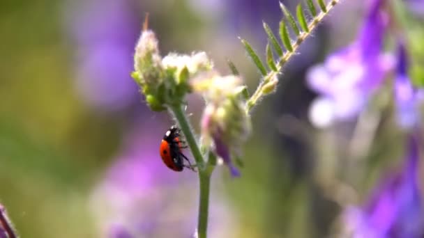 Lieveheersbeestje Kruipen Het Gras Een Lieveheersbeestje Kruipen Langs Het Gras — Stockvideo