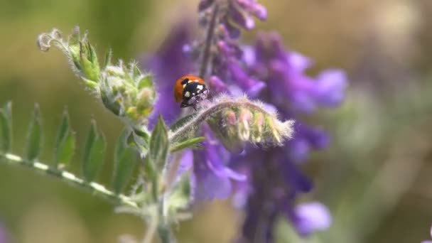 Lieveheersbeestje Kruipen Het Gras Een Lieveheersbeestje Kruipen Langs Het Gras — Stockvideo