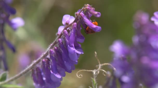 Lieveheersbeestje Kruipen Het Gras Een Lieveheersbeestje Kruipen Langs Het Gras — Stockvideo