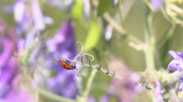 Ladybug Crawling Grass Ladybird Crawling Grass Searches Its Prey Eat — Stock Video