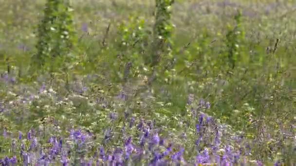 Цветы Весенний Луг Цветами Украинская Степь Многими Фиолетовыми Красочными Цветущими — стоковое видео
