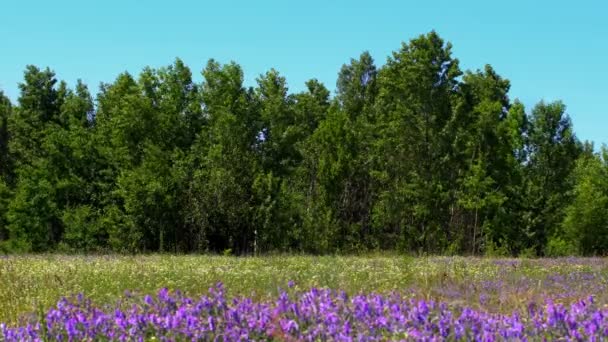 Fleurs Sauvages Prairie Printemps Avec Des Fleurs Steppe Ukrainienne Avec — Video