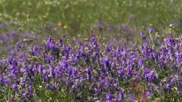 Vadvirágok Tavaszi Rét Virággal Ukrán Sztyepp Sok Lila Színes Virágzó — Stock videók