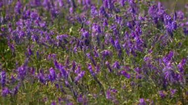 Çiçekler, Bahar çayır çiçekli. Ukraynalı bozkır birçok mor renkli çiçek açan çiçekler ile. Avrupa yabani flora. Güzel yaz manzara