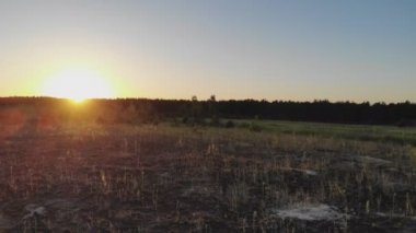 Günbatımı karşı orman üzerinde. Gün batımında orman güzel doğası. Güneş ışınlarının ağaçlar ve otlar ile onların yol yapmak. Ağaç gövdesi geçen güneş ışınları. Hareket kamera. Güneşli.