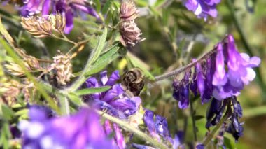 Arı nektar pembe çiçek, ağır çekim toplar.