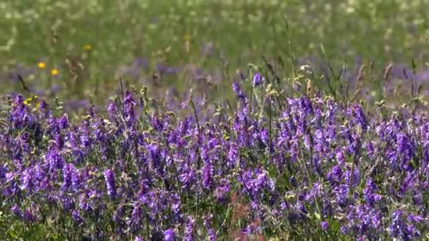 春天草甸与鲜花 乌克兰很多紫色多彩鲜花盛开的草原 欧洲的野生动植物 美丽的夏天景观 — 图库视频影像