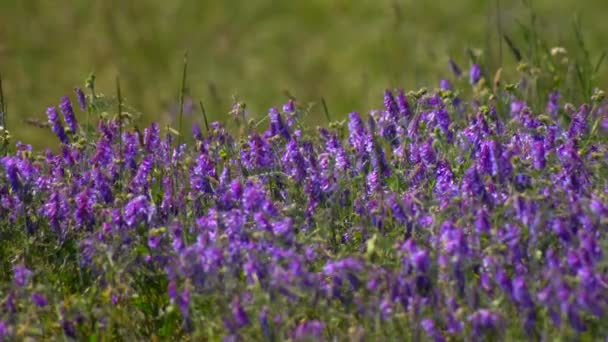 春天草甸与鲜花 乌克兰很多紫色多彩鲜花盛开的草原 欧洲的野生动植物 美丽的夏天景观 — 图库视频影像