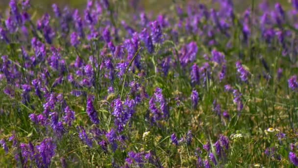 野生の花の花と春の牧草地 多くの紫色とりどり咲くの花でウクライナのステップ ヨーロッパの野生植物 美しい夏の風景 — ストック動画