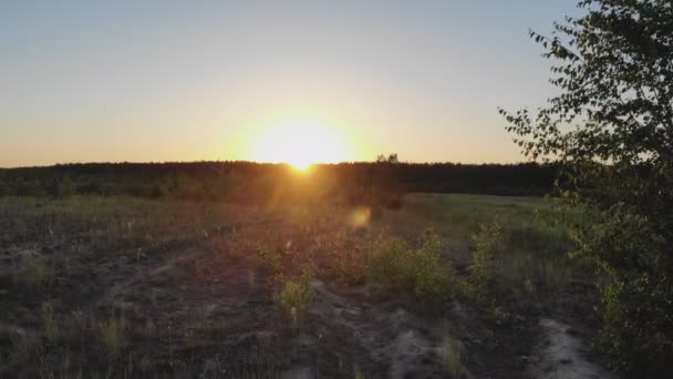 Bosque Contra Atardecer Hermosa Naturaleza Del Bosque Atardecer Los Rayos — Vídeo de stock