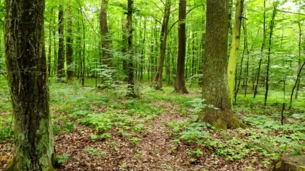 在森林里的相机运动 摄像机在森林里的移动 年轻的春天森林与绿色的叶子在一个明亮的温暖的天 — 图库视频影像