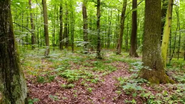 Movimento Câmara Floresta Movimento Câmera Dentro Floresta Floresta Jovem Primavera — Vídeo de Stock