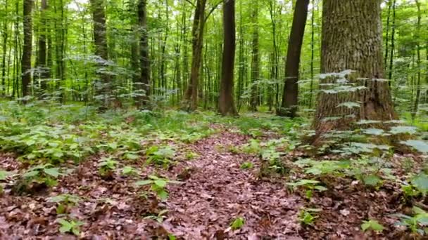 在森林里的相机运动 摄像机在森林里的移动 年轻的春天森林与绿色的叶子在一个明亮的温暖的天 — 图库视频影像
