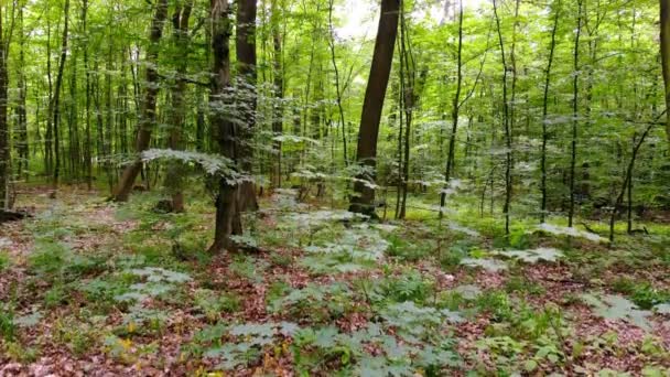 Mouvement de caméra dans la forêt. Mouvement de la caméra à l'intérieur de la forêt. Jeune forêt printanière au feuillage vert par une belle journée chaude .