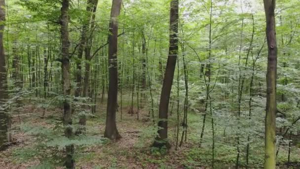 Camerabeweging Het Forest Beweging Van Camera Binnen Het Forest Jonge — Stockvideo