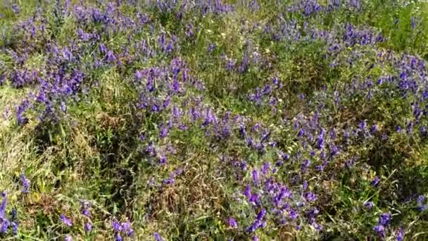 Voar Sobre Prado Primavera Belas Flores Silvestres Vista Cima — Vídeo de Stock