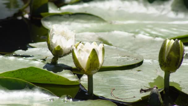 Flower Lily Pond Water Lily Flower Opening Time Lapse Pale — Stock Video