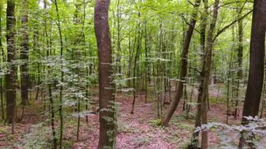Ormanın içinde kamera hareketi. Ormanın içinde kamera hareketi. Genç parlak bir sıcak günde orman yeşil yeşillik ile bahar.